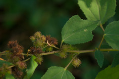 Triumfetta semitriloba