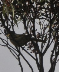 Lichenostomus cratitius