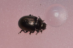 Chrysolina oricalcia
