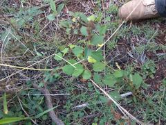 Triumfetta semitriloba