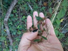 Triumfetta semitriloba