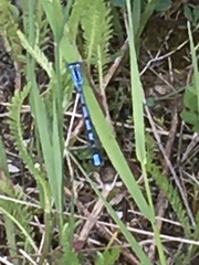 Enallagma cyathigerum