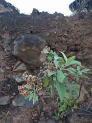 Pluchea carolinensis