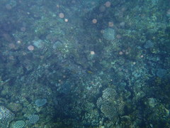 Pomacentrus sulfureus