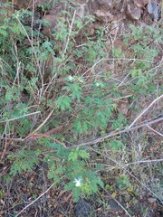 Desmanthus pernambucanus