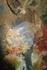 Icy Tunicate photo 4