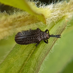 Microrhopala excavata