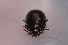 Chrysolina oricalcia