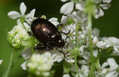 Chrysolina oricalcia