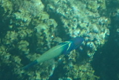 Thalassoma hebraicum