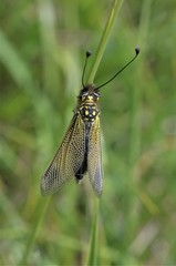 Libelloides ictericus