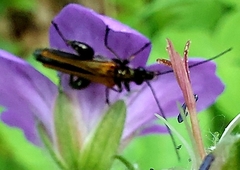 Oedemera femorata