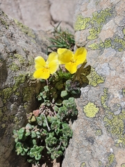 Viola eugeniae