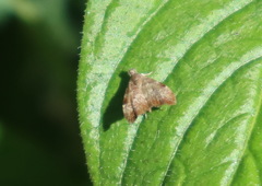 Choreutis melanopepla