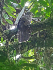 Cercococcyx olivinus