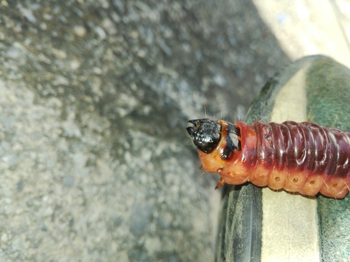 drevotoč obyčajný (Cossus cossus)