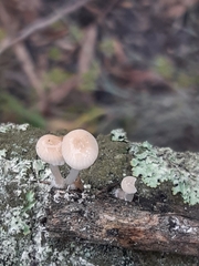 Roridomyces austrororidus