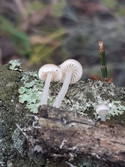 Roridomyces austrororidus