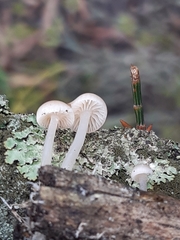 Roridomyces austrororidus