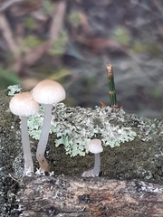 Roridomyces austrororidus