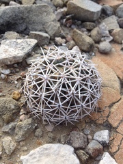 Coryphantha salinensis