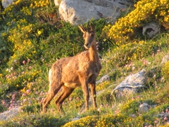 Rupicapra pyrenaica parva