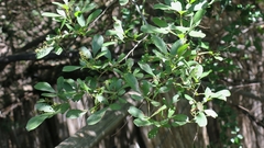 Searsia lucida lucida