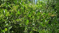 Searsia lucida lucida