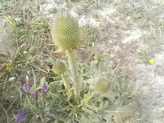 Dipsacus comosus
