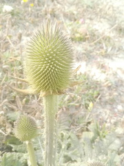 Dipsacus comosus