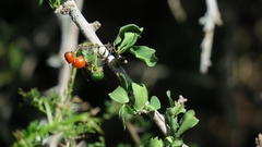 Ehretia rigida rigida