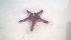 Protoreaster nodosus