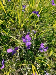 Viola calcarata