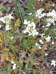 Arabidopsis arenosa