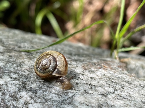 Fruticicola transbaicalia