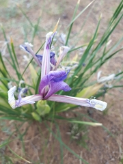 Iris ventricosa