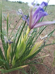 Iris ventricosa
