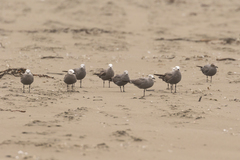 Leucophaeus modestus