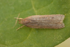 Helcystogramma arulensis