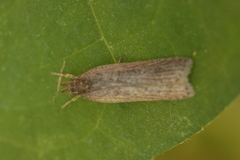 Helcystogramma arulensis