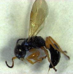 Anteon caledonianum