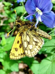 Carterocephalus