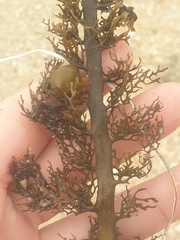 Carpophyllum plumosum