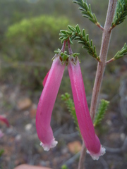 Erica versicolor