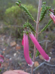 Erica versicolor