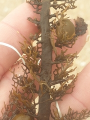 Carpophyllum plumosum