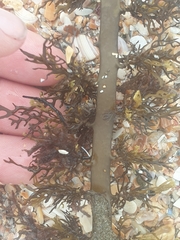 Carpophyllum plumosum