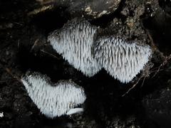 Pseudohydnum orbiculare