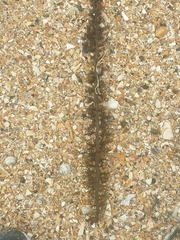 Carpophyllum plumosum