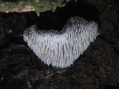 Pseudohydnum orbiculare